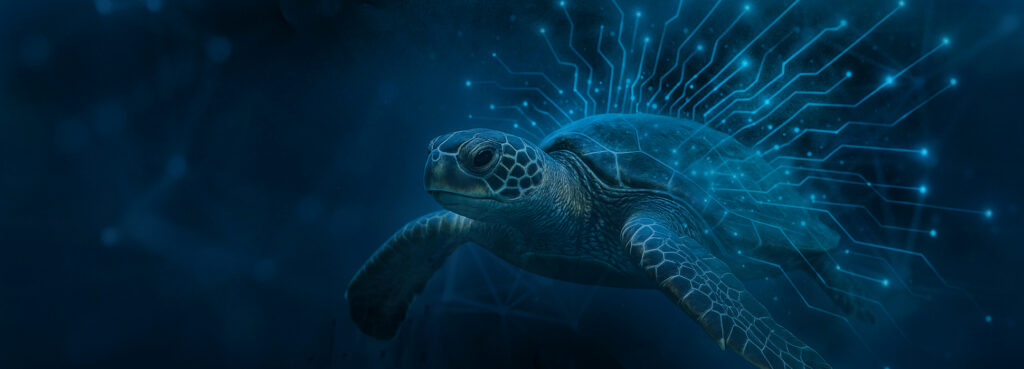 Servicios tecnológicos Bluemara A Blue Turtle Company